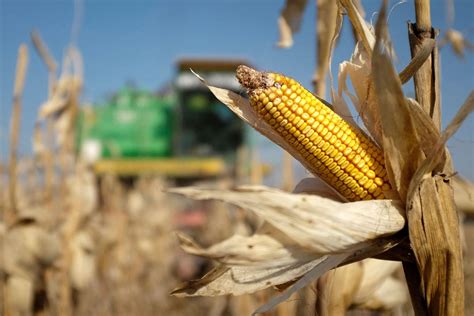 Colheita de milho do centro sul do Brasil atinge 6 6 da área diz AgRural