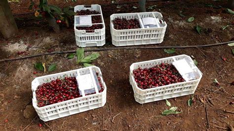 Aspectos De Postcosecha Y Calidad De La Fruta En Cerezo Centro