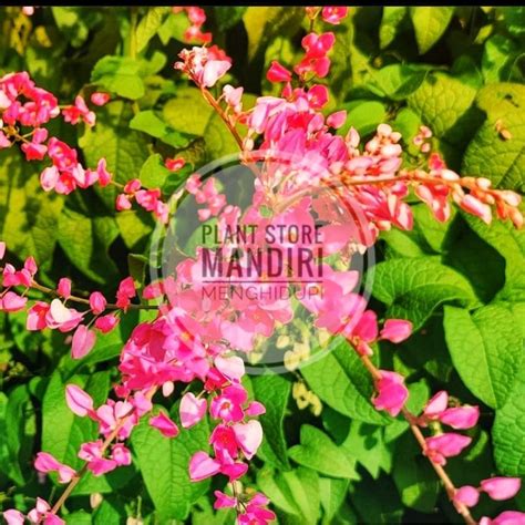 Jual Bibit Tanaman Hias Air Mata Pengantin Pink Shopee Indonesia