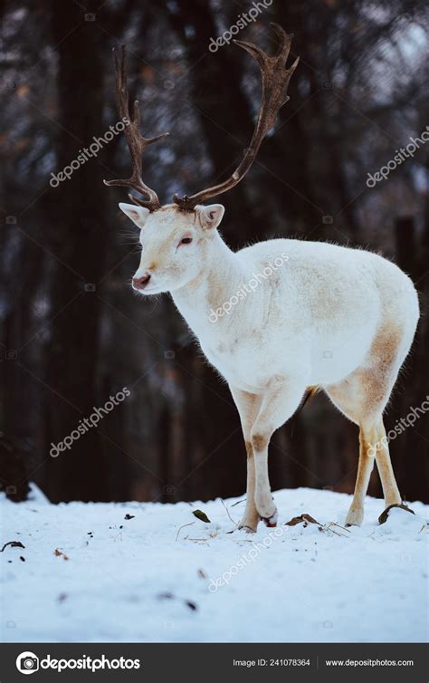 White Fallow Deer Atelier Yuwaciaojp