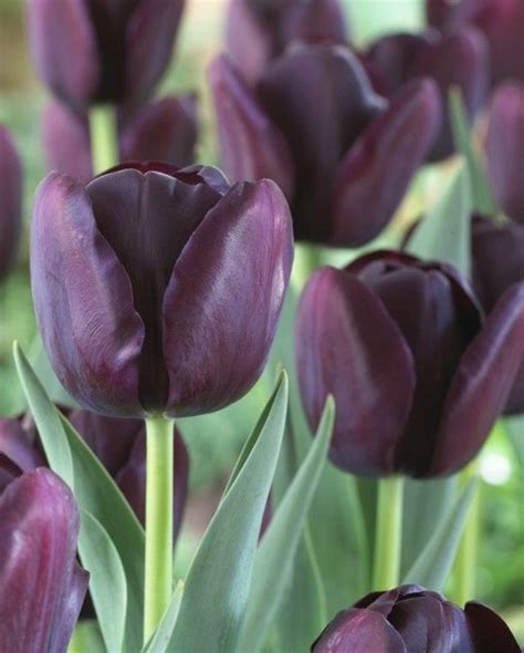 Tulip Queen of Night 10/11 cm Bulb | Peter Nyssen | Buy Flower Bulbs ...