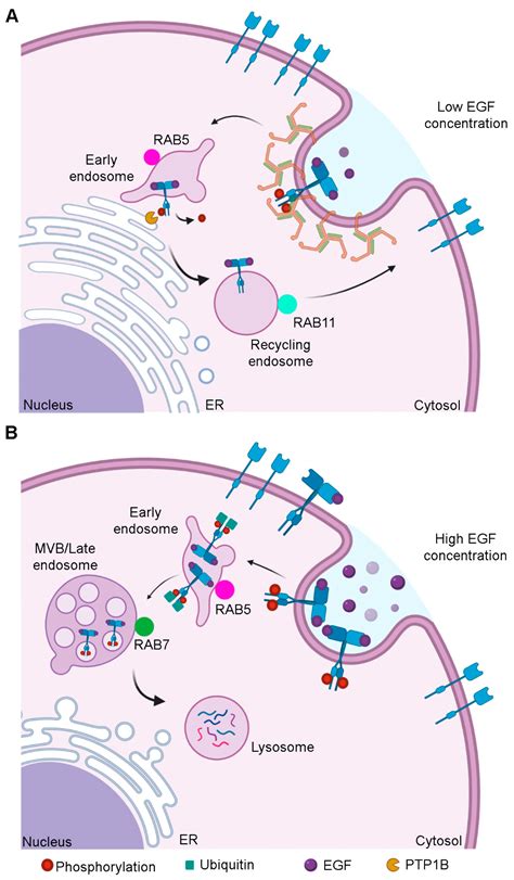 Cells Free Full Text Role Of Egfr In The Nervous System Html