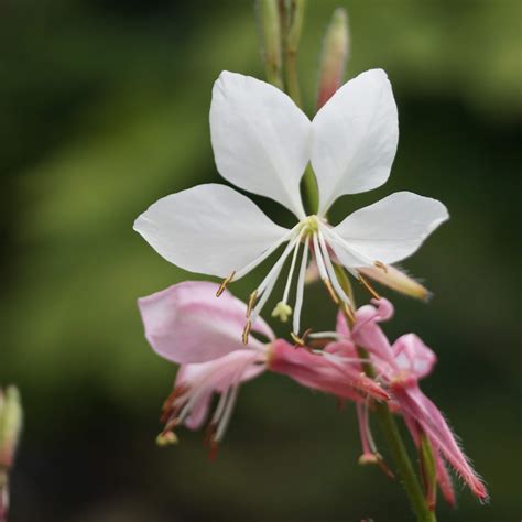 Gaura Lindheimeri Prachtkerze Online Kaufen Bei Blumixx