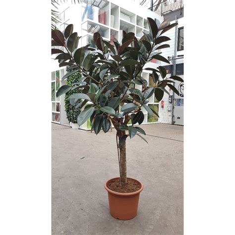 Ficus Burgundy Fibu55st Floraxchange