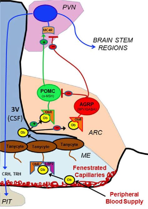 Figure 2 From Hypothalamic Redox Balance And Leptin Signaling