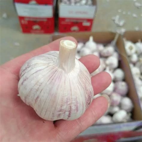 Fresh Pure White Garlic Normal White Garlicwhite Garlic With Sgs