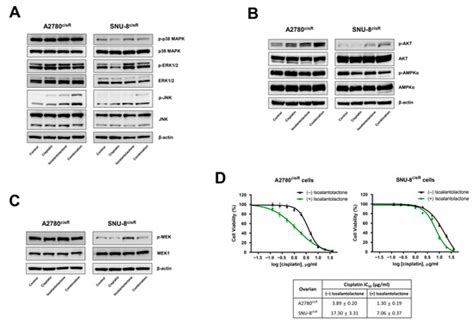 Ijms Free Full Text Isoalantolactone Suppresses Glycolysis And