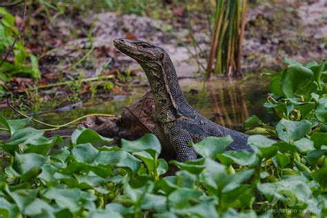 Wild Singapore - Fascination Wildlife