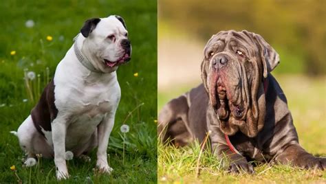 American Molossus: Dog Breed Information and Traits