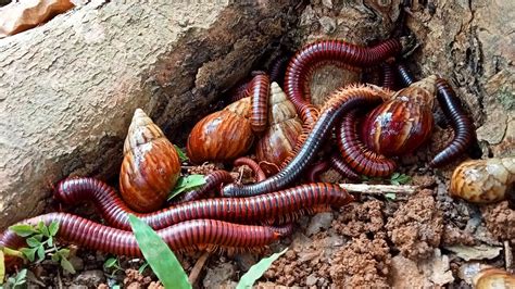 Hunting Cute Millipede And Cute Snail Wow Banyak Sekali Luwing