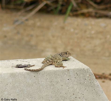 Eastern Collared Lizard Crotaphytus Collaris