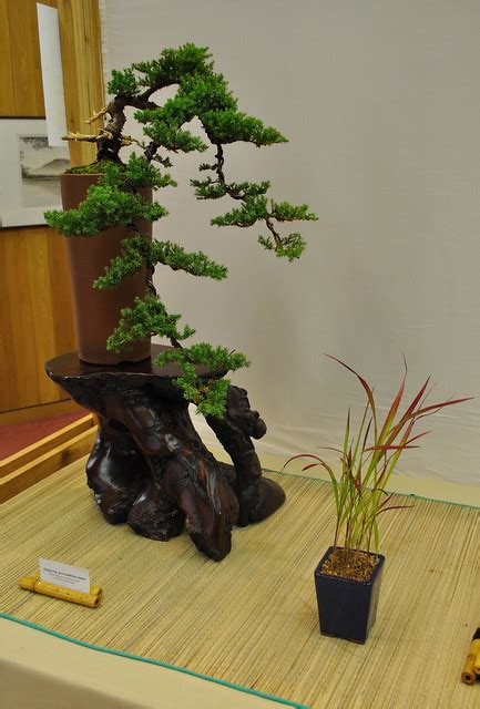 Dwarf Japanese Creeping Juniper Bonsai Flickr Photo Sharing