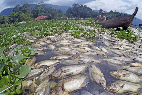 63 Ton Ikan Mati Di Sumbar Begini Penampakanya