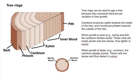 NRMT1011 Lecture 4 And 5 Gymnosperms VS Angiosperms Flashcards