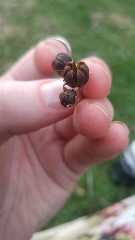 Types Of Seed Pods These Are Whatsthisplant