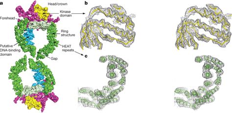 Crystal Structure Of Dna Pkcs At Resolution A Molecular Surface