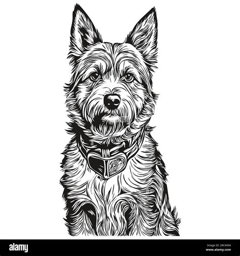 Border Terrier Dog Realistic Pet Illustration Hand Drawing Face Black