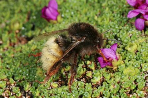 Wild bees are massively endangered by climate change - Archyde