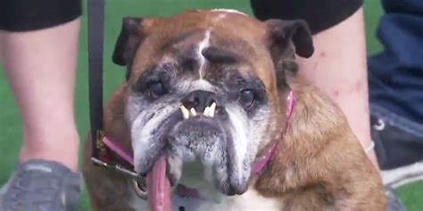 'Zsa Zsa' Is Crowned the World's Ugliest Dog, and the Internet Is in Love