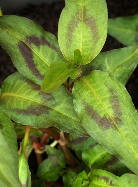 Shiso Perilla Growing Guide The Gourmantic Garden