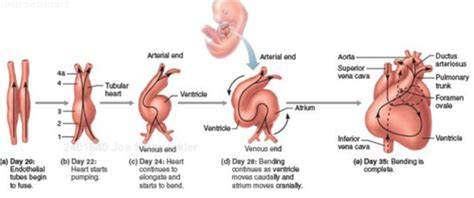 Anatomy And Embryology Of The Heart Flashcards Quizlet