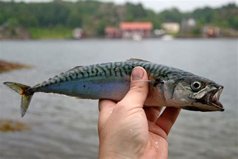 Best Bait For Striped Bass And How To Use It