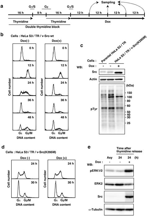 Cell Cycle Arrest In HeLa S3 Cells By V Src Induced Tyrosine