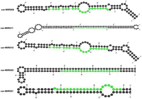 Predicted Secondary Structures Of Five Validated Novel MiRNA Precursors