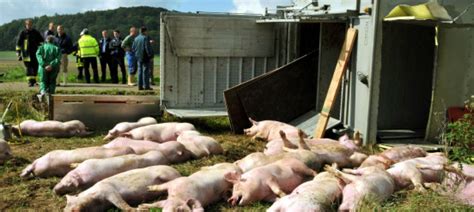 Nordhessen Laster Anhänger umgekippt 30 Schweine tot Hessen FAZ