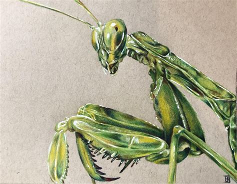 Praying Mantis, Me, Colored Pencil, 2020 : Art