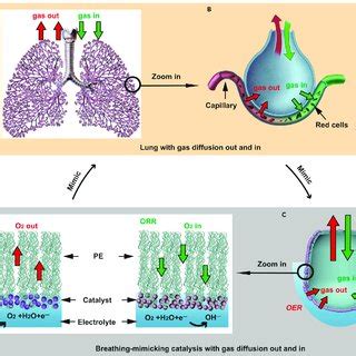 Configurations of (A) armchair graphene with a Stone-Wales 5577 defect ... 