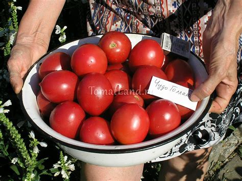 Томат Чудо Голландии: отзывы, фото, урожайность | tomatland.ru