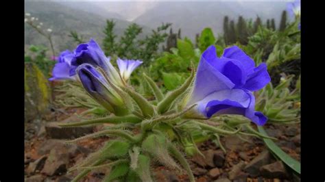 Atacama Desert Flowers Pictures | Best Flower Site