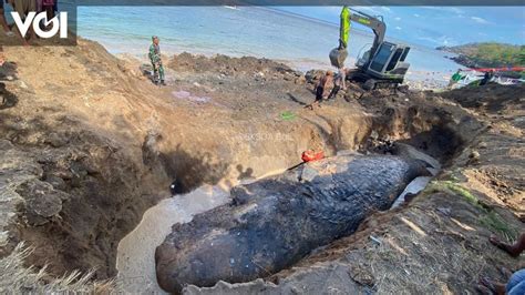 Penampakan Bangkai Paus Sperma Seberat 3 Ton Yang Dikubur Di Pantai Bali