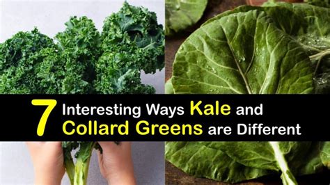 Kale Vs Collard Greens Tabscom