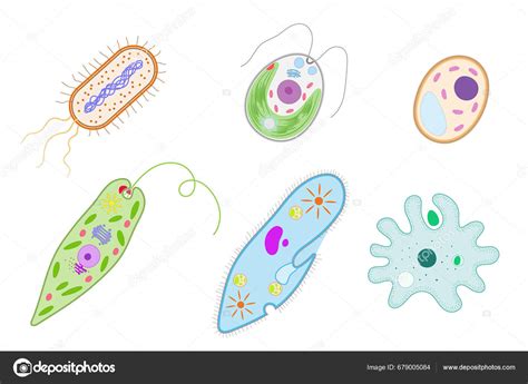 Unicellular Organisms Bacterium Chlamydomonas Yeast Euglena Paramecium