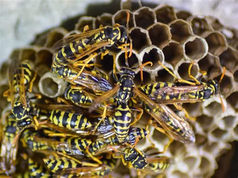 Expert Wasp Nest Removal Services Get Rid Of Wasp Nests Today