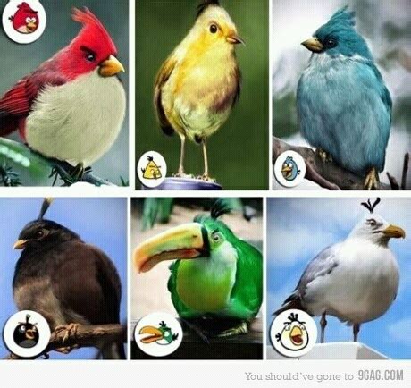 The Real Angry Birds Meme Subido Por IchBinKase123 Memedroid