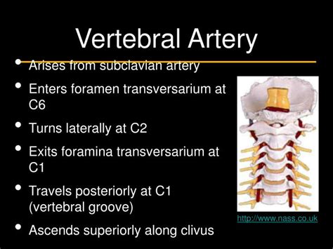 Ppt Surgical Approach Fixation At C1 2 Powerpoint Presentation Id 1236949