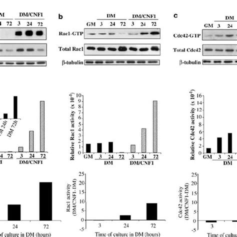 Activation Kinetics Of Rhoa Rac And Cdc Gtpases C C Cells Were