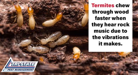 How to Prevent Damage From Subterranean Termites - Tri-State Pest ...