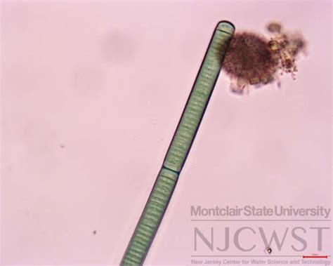 Oscillatoria Cell Structure