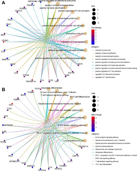 Functional Enrichment Analysis Of Differentially Expressed Immune