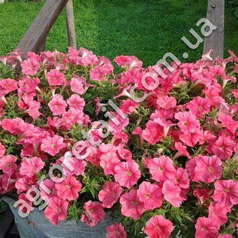 Петуния Коралловая пенка F1 0.1 г Gl Seeds, цена 6.90 грн — Prom.ua (ID ...