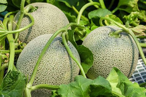 When And How To Harvest Cantaloupe Gardeners Path