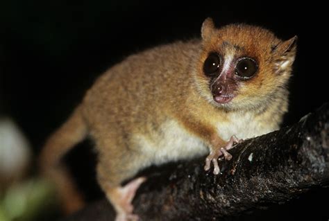 Brown Mouse Lemur Microcebus Rufus Photograph By Sinclair Stammers