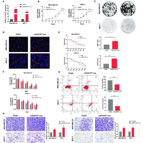 Linc01977 Overexpression Promoted Breast Cancer Cell Proliferation