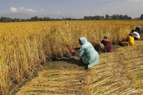 Pm Kisan Modi Govt Disburses Rs Crore To Cr Farmers During