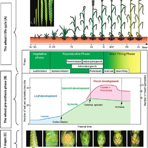 Different Developmental Stages In The Wheat Life Cycle A The Wheat Download Scientific