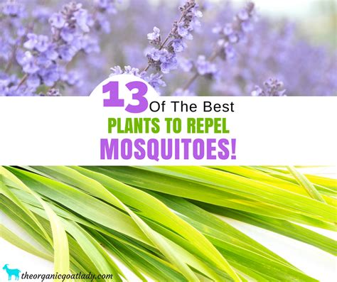 13 Plants That Repel Mosquitoes The Organic Goat Lady